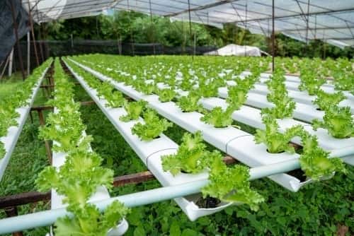 Hydroponics Farming Business