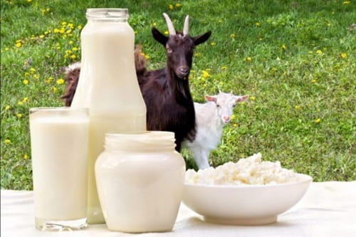 Goat Milk Business