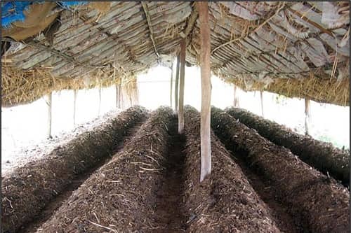 Is Vermicompost Business Profitable in India?